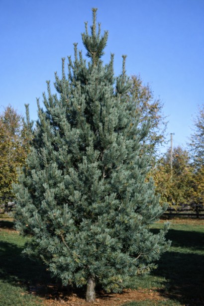 Сосна гнучка Вандерволф Пірамід|Pinus flexilis ’Vanderwolf’s Pyramid’|Сосна гибкая Вандерволф Пирамид